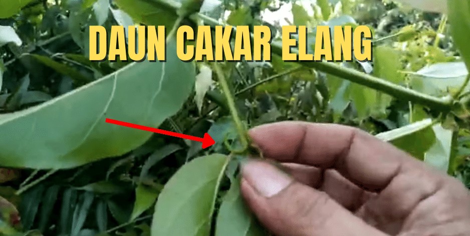 daun cakar elang