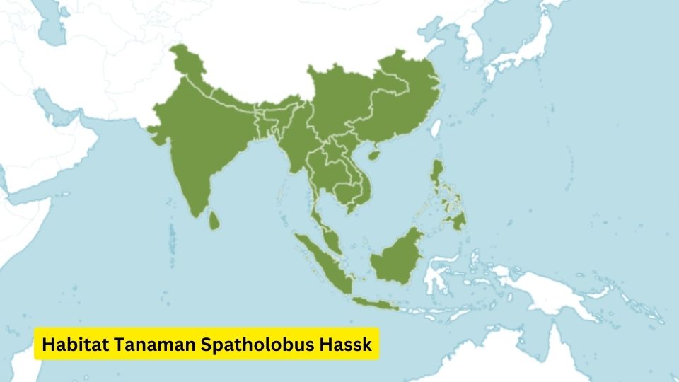 Habitat Tanaman Spatholobus Hassk