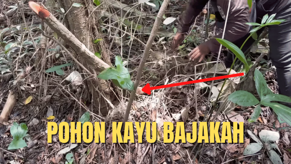 pohon kayu bajakah