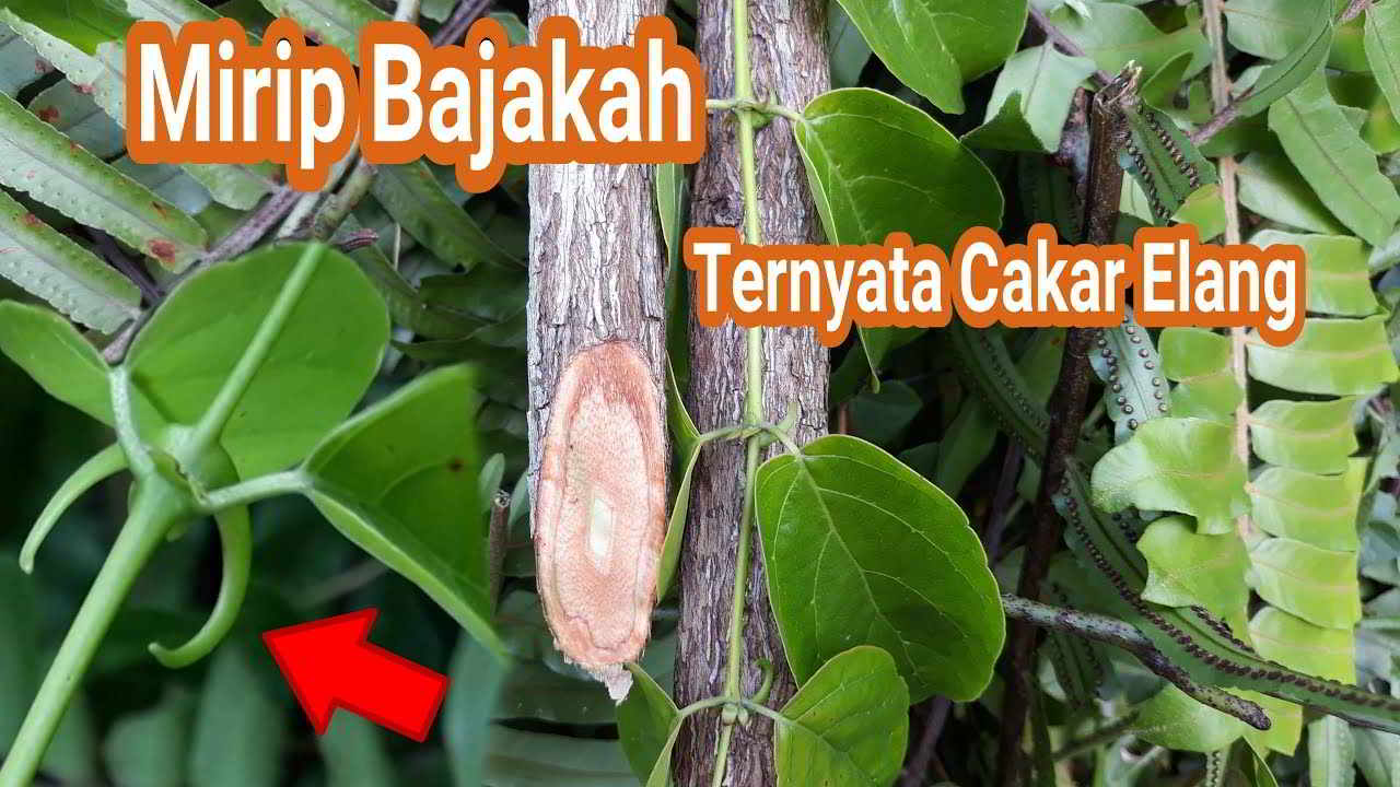 cakar elang mirip dengan akar bajakah 