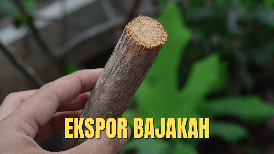 ekspor bajakah