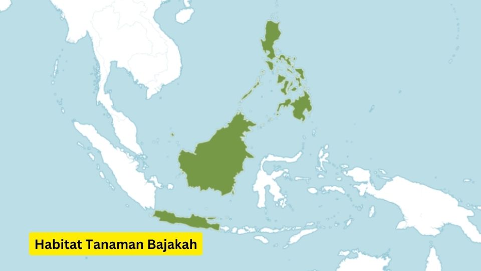 habitat tanaman bajakah