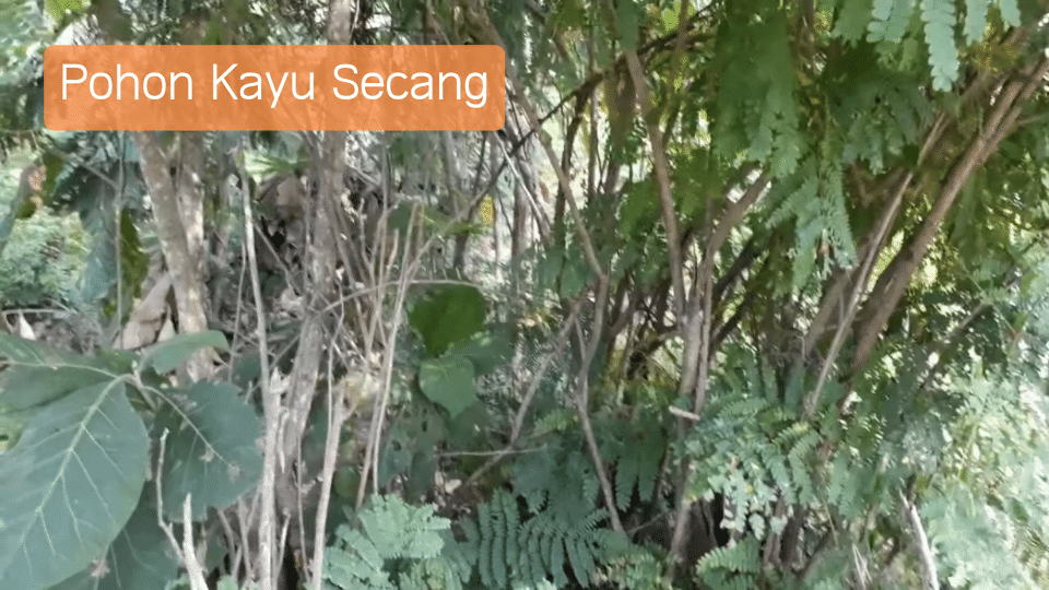 perbedaan kayu bajakah dan kayu secang